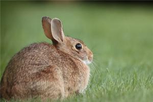 为什么属兔的人心狠 属兔人性格解析